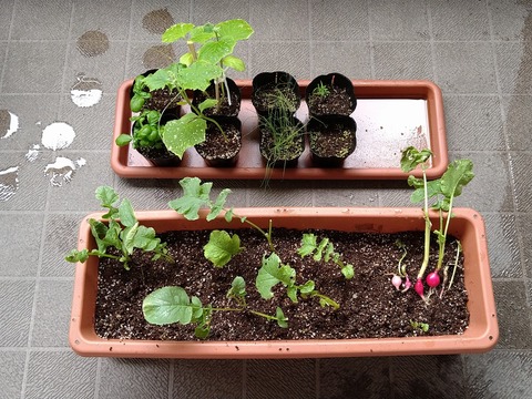 image-Home-Garden-Challenge-Radish_0624_1