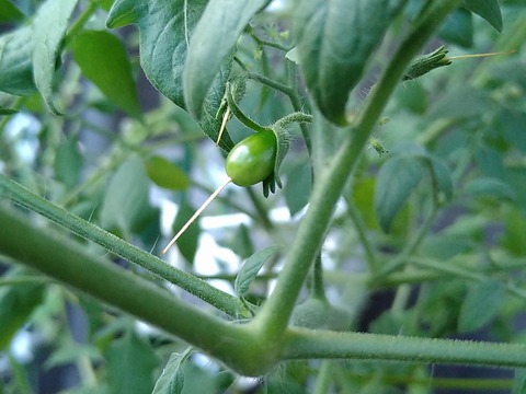 image-Home-Garden-Challenge-Cucumber_0918_2