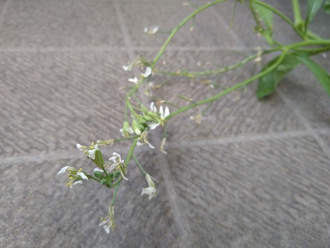 image-Home-Garden-Challenge-Radish_0617_2