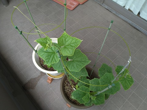 image-Home-Garden-Challenge-Cucumber_0710_4
