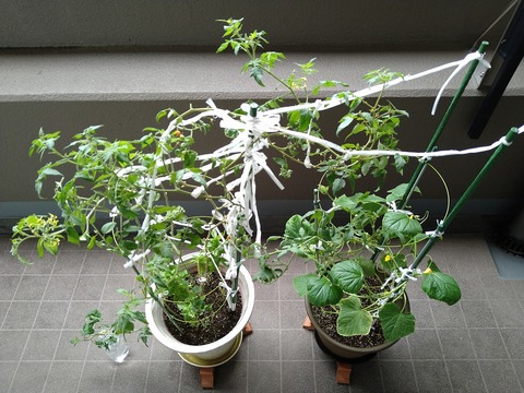 image-Home-Garden-Challenge-Cucumber_1011_1