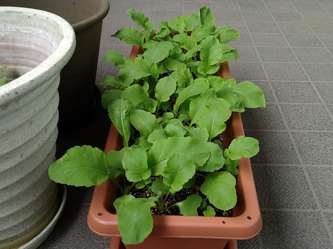 image-Home-Garden-Challenge-Radish_0428_3