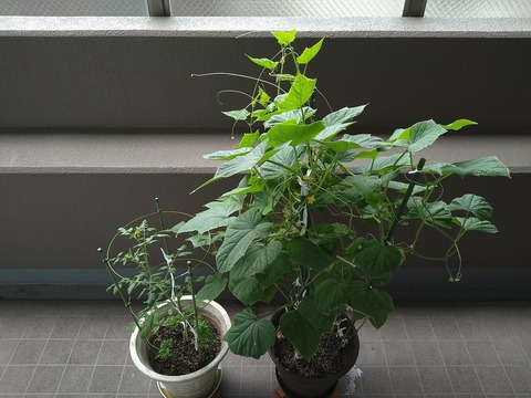 image-Home-Garden-Challenge-Cucumber_0813_1