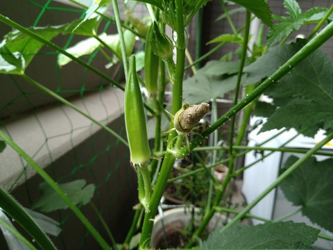 image-I-was-able-to-harvest-some-okra_2