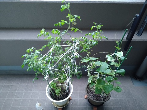 image-Home-Garden-Challenge-Cucumber_1002_1