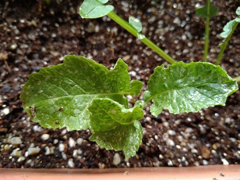 image-Home-Garden-Challenge-Radish_0627_2