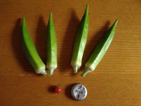 image-I-was-able-to-harvest-some-okra_5
