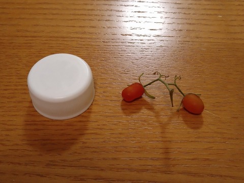 image-Home-Garden-Challenge-Cucumber_1022_5