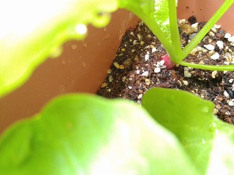 image-Home-Garden-Challenge-Radish_0430_2