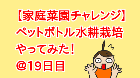 blog-title-Plastic-bottle-hydroponic-cultivation-Day19