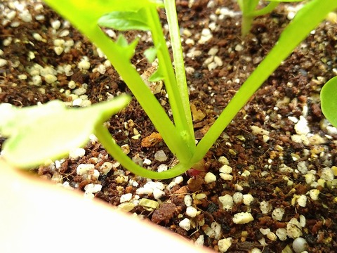 image-Home-Garden-Challenge-Radish_0427_4