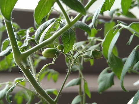 image-Home-Garden-Challenge-Cucumber_0924_2