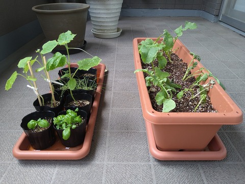 image-Home-Garden-Challenge-Radish_0621_3
