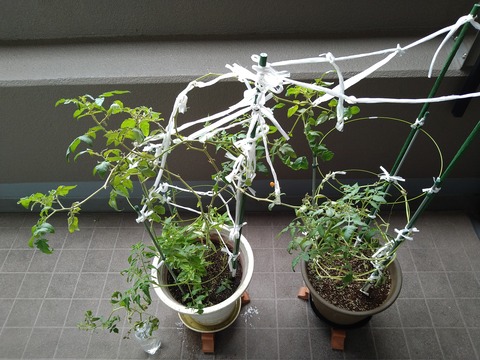 image-Home-Garden-Challenge-Cucumber_1025_1