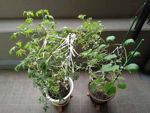 image-Home-Garden-Challenge-Cucumber_1008_1