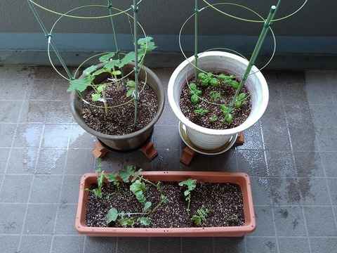 image-Home-Garden-Challenge-Radish_0630_1