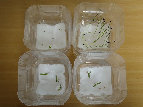 image-Plastic-bottle-hydroponic-cultivation_1121_2