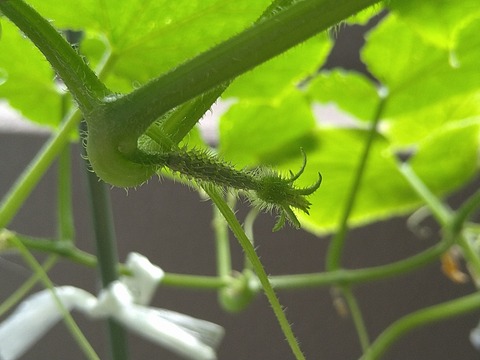 image-Home-Garden-Challenge-Cucumber_0929_4