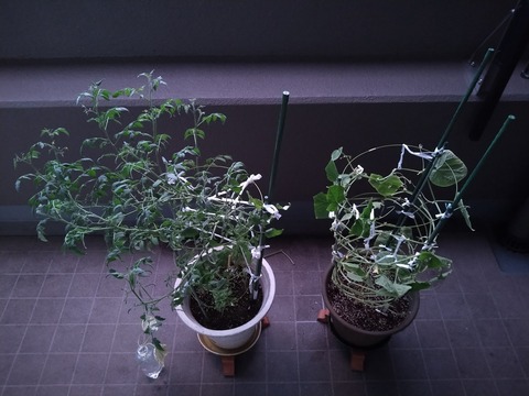 image-Home-Garden-Challenge-Cucumber_0921_1