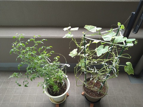 image-Home-Garden-Challenge-Cucumber_0911_1