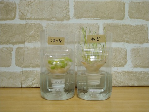 image-Plastic-bottle-hydroponic-cultivation_0127_1