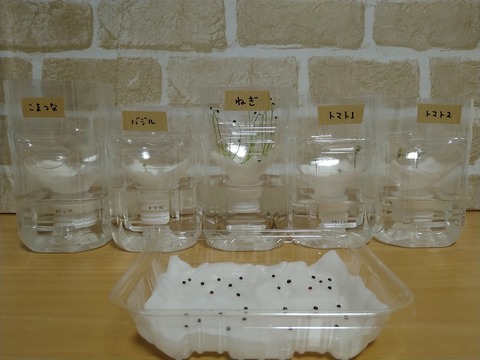 image-Plastic-bottle-hydroponic-cultivation_1127_1