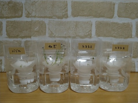 image-Plastic-bottle-hydroponic-cultivation_1122_1