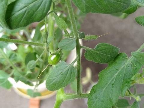image-Home-Garden-Challenge-Cucumber_0920_2