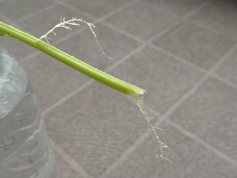 image-Home-Garden-Challenge-Cucumber_0925_5