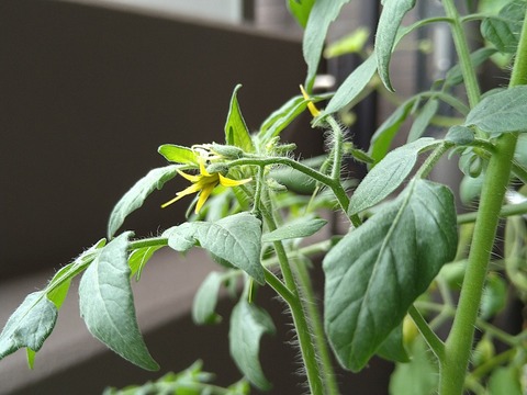 image-Home-Garden-Challenge-Cucumber_0920_3