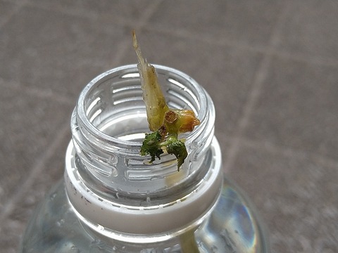 image-Home-Garden-Challenge-Cucumber_1005_5