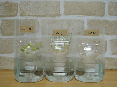 image-Plastic-bottle-hydroponic-cultivation_0103_1