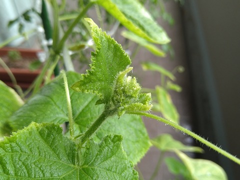 image-Home-Garden-Challenge-Cucumber_0914_3