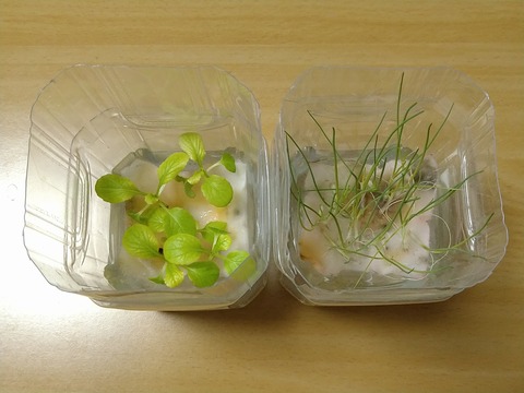image-Plastic-bottle-hydroponic-cultivation_0122_2