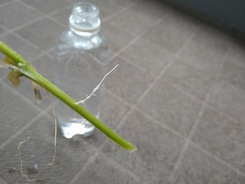 image-Home-Garden-Challenge-Cucumber_0920_6