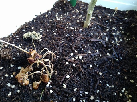 image-A-mound-of-mushrooms-appeared-overnight_2