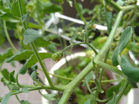 image-Home-Garden-Challenge-Cucumber_0920_4