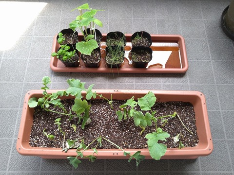 image-Home-Garden-Challenge-Radish_0621_1