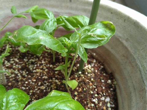 image-Home-Garden-Challenge-Cucumber_0710_3