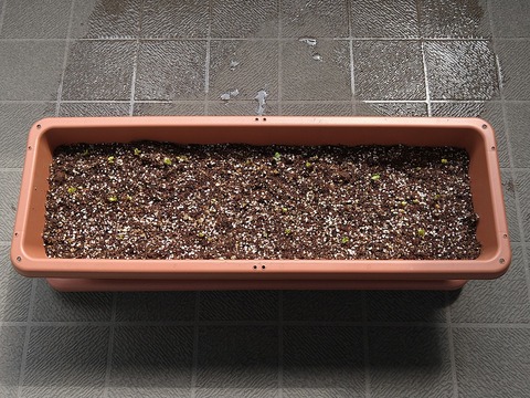 image-Home-Garden-Challenge-Radish_0407_1