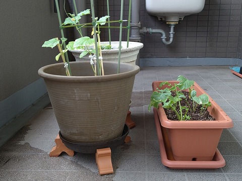 image-Home-Garden-Challenge-Radish_0627_6