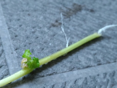 image-Home-Garden-Challenge-Cucumber_0930_4