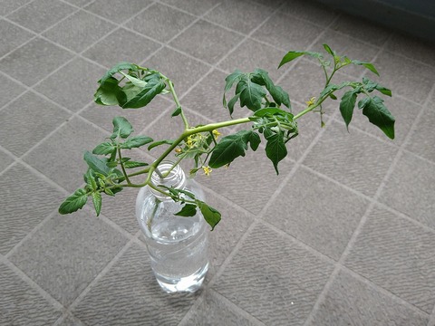 image-Home-Garden-Challenge-Cucumber_1011_4