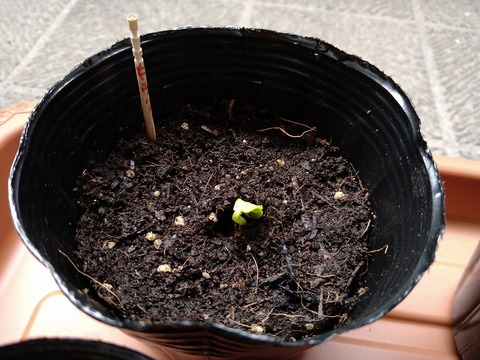 image-Home-Garden-Challenge-Cucumber_260429