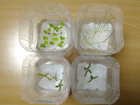 image-Plastic-bottle-hydroponic-cultivation_1219_2