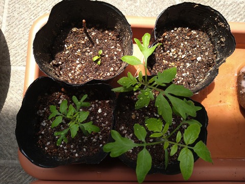 image-Home-Garden-Challenge-Tomato_260425