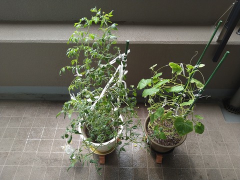 image-Home-Garden-Challenge-Cucumber_0928_1