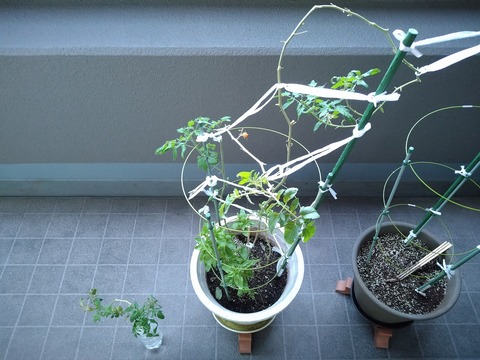 image-Home-Garden-Challenge-Cucumber_1030_1