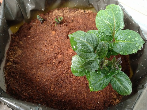 image-The-season of-budding-begins-at-DonFarm_4