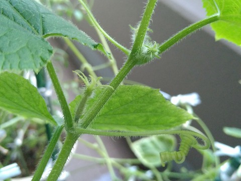 image-Home-Garden-Challenge-Cucumber_0918_4
